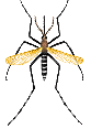 Mosquito